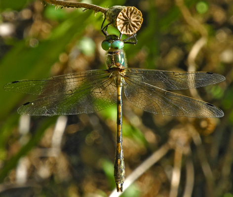 Oxygastra curtisii